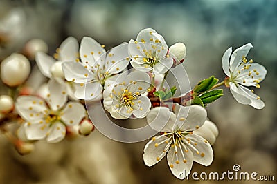 Flowering branch of cherry Stock Photo