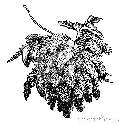 Flowering Branch of Fraxinus Ornus Manna Ash vintage illustration Vector Illustration