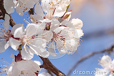 Flowering branch of fruit tree. Cherry blossomed in the spring. Stock Photo