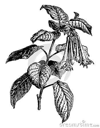 Flowering Branch of Fuchsia Fulgens vintage illustration Vector Illustration
