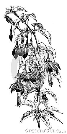 Flowering Branch of Fuchsia Macrostema Pumila vintage illustration Vector Illustration