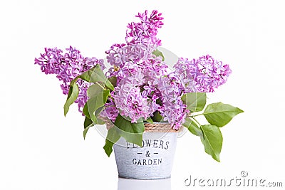 Flowering branch of lilac in a decorative bucket Stock Photo