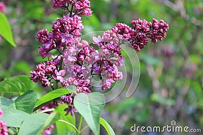 Flowering branch of lilac. Stock Photo