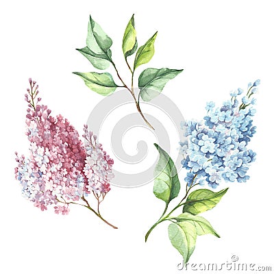 Flowering branch of lilac. Hand draw watercolor illustration Cartoon Illustration