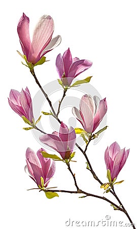 Flowering branch of magnolia Stock Photo