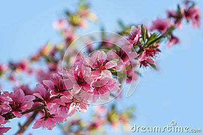 Flowering branch of a peach on a blue sky Stock Photo