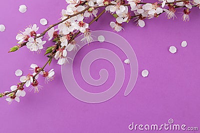 Flowering branch. Spring flowers on a bright lilac background. top view Stock Photo