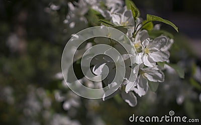 Apple trees flowers. the seed-bearing part of a plant, consisting of reproductive organs that are typically surrounded Stock Photo