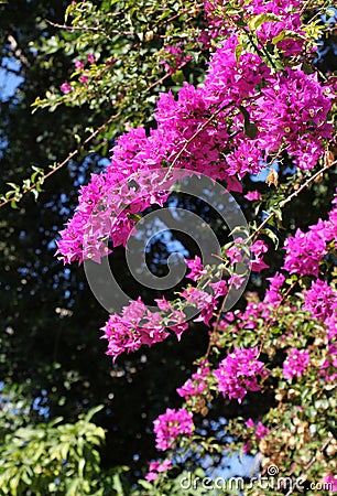 A flowering branches of bougainvillea Stock Photo