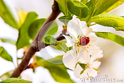 Flowering branches of cherries on a colored blurred background with a ladybug on a flower. Stock Photo