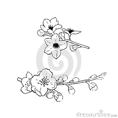 Flowering branches of cherry. Vector sketch illustration. Vector Illustration