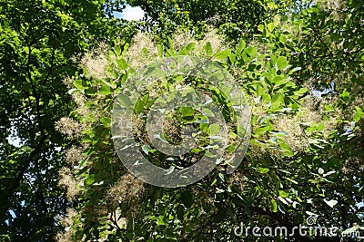 Flowering branches of European smoketree in July Stock Photo