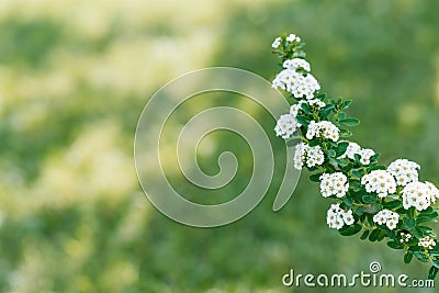 Flowering branches of spirea Nippon. White flowers in the spring garden close-up Stock Photo