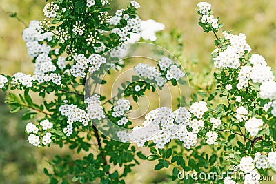 Flowering branches of spirea Nippon. White flowers in the spring garden close-up Stock Photo