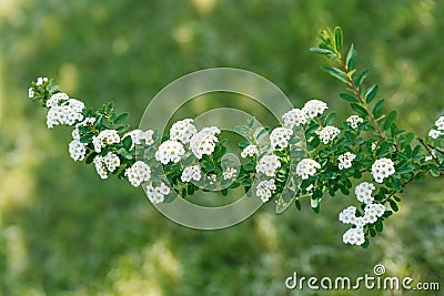 Flowering branches of spirea Nippon. White flowers in the spring garden close-up Stock Photo