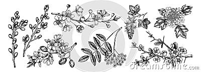 Flowering branches vintage collection. Cherry, almond, willow, rowan, currant, japanese quince, guelder rose in flowers sketches. Vector Illustration