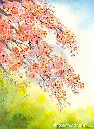 Flowering branches. Watercolour background Stock Photo