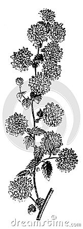 Flowering Branchlet of Kerria Japonica Flore-Pleno vintage illustration Vector Illustration