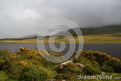 Flowering broom on lakeshore on cloudy day with changeable weather Stock Photo