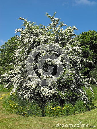 Flowering Buckthorn bush in summer Stock Photo