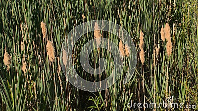 Fluffy bullrush reed flowers and green leafs Stock Photo