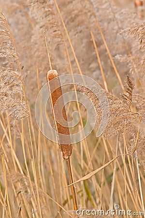 Flowering bulrush reed in the marsh Stock Photo