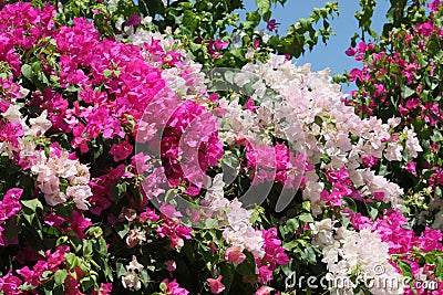 Flowering bush Stock Photo