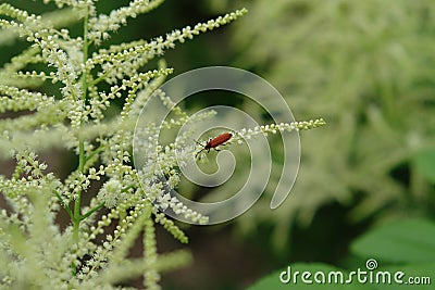 A flowering bush of Aruncus dioicus (goat's beard) in tender cream color with red longhorn beetle crawling on it Stock Photo