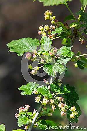 Flowering bush of black currant with green leaves in the garden. Green flowers in the garden. Unripe berries of a currant close-up Stock Photo
