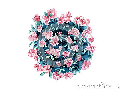 Flowering bush of evergreen pink rhododendron watercolor drawing Stock Photo