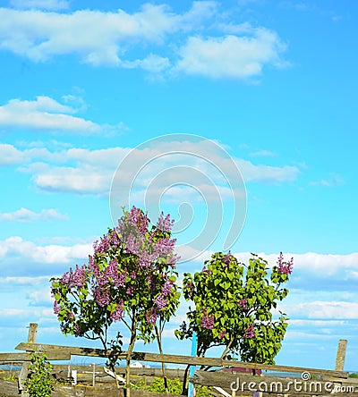 Flowering bush lilac with cloudy sky background Stock Photo