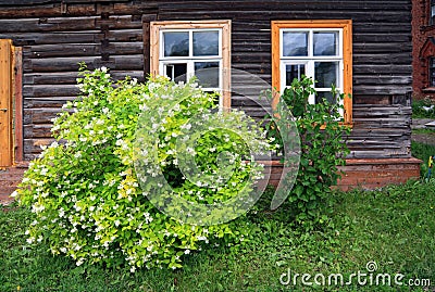 Flowering bush near wall of the wooden building Stock Photo