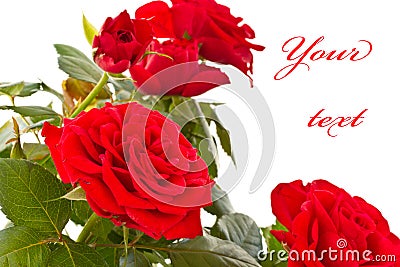 Flowering bush of red roses Stock Photo