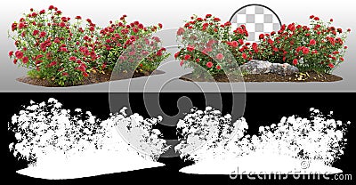 Flowering bush of red roses Stock Photo