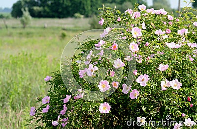 Flowering a bush Rosa canina Stock Photo