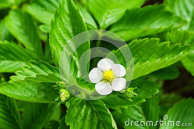 Flowering bush strawberries. Beautiful white flowers strawberries, sun-lit, close-up Stock Photo