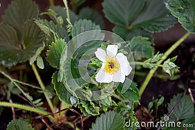 Flowering bush strawberry white flower in the garden. Stock Photo