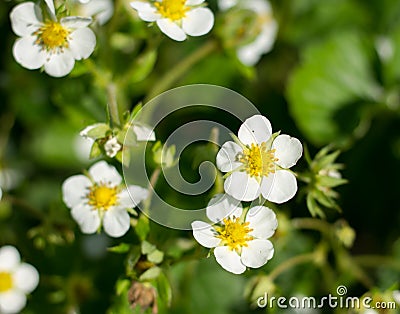 Flowering bush strawberry with white flowers Stock Photo