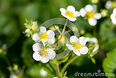 Flowering bush strawberry with white flowers Stock Photo