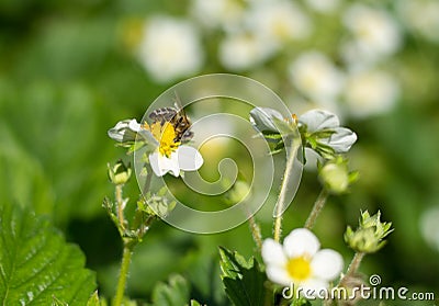 Flowering bush strawberry with white flowers Stock Photo