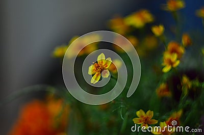 Flowering buttercup flowers Stock Photo