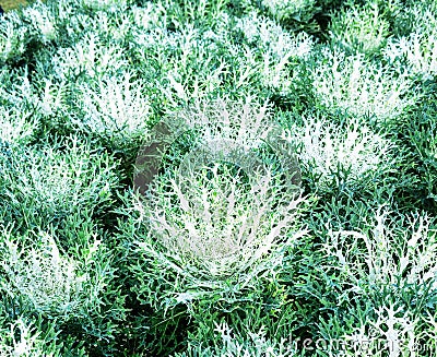 Flowering cabbage Stock Photo