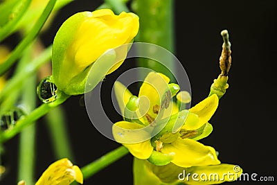 Flowering Cabbage Stock Photo