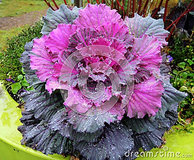 Flowering cabbage after a rainshower Stock Photo