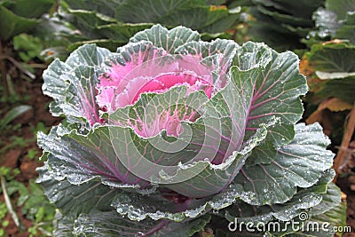 Flowering cabbage Stock Photo