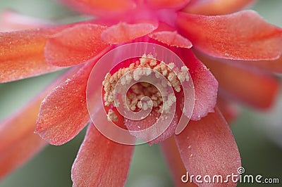 Flowering cactus Matucana madisoniorum, closeup shot Stock Photo