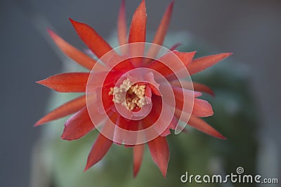 Flowering cactus Matucana madisoniorum, closeup shot Stock Photo