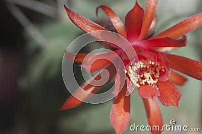 Flowering cactus Matucana madisoniorum, closeup Stock Photo