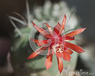 Flowering cactus Matucana madisoniorum, closeup Stock Photo