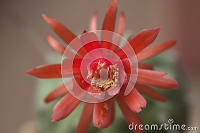 Flowering cactus Matucana madisoniorum, closeup shot Stock Photo